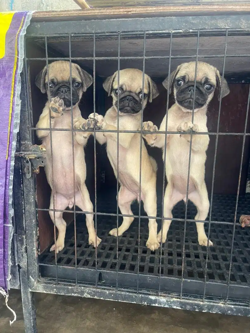 Anjing pug dan shih tzu