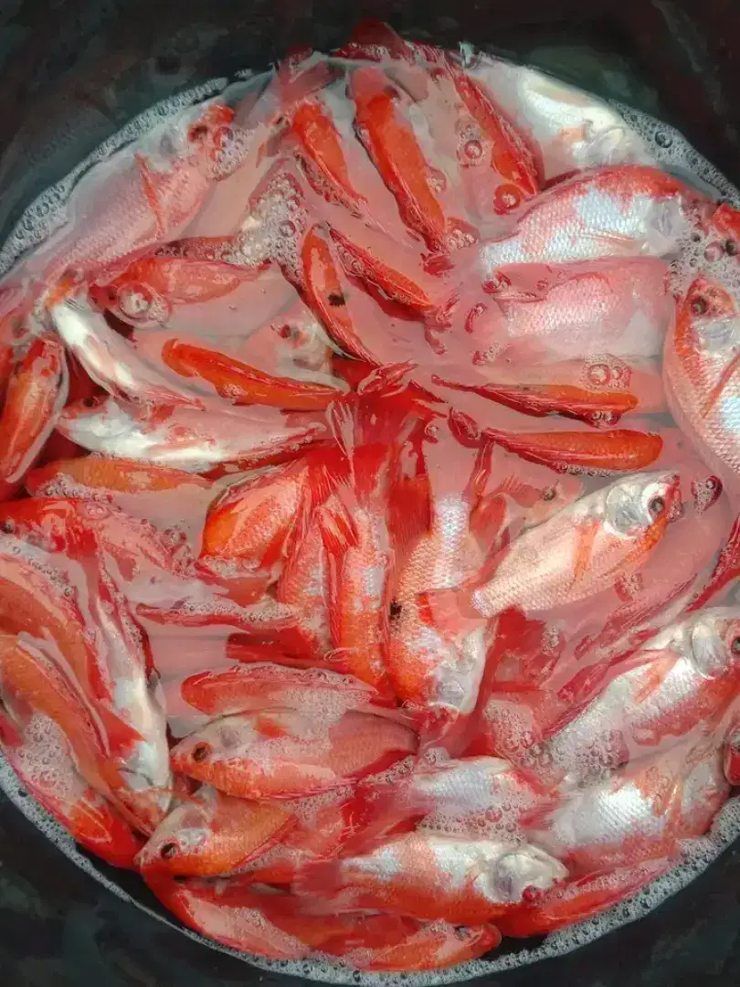 SEDIA BIBIT IKAN NILA MERAH KUALITAS UNGGUL