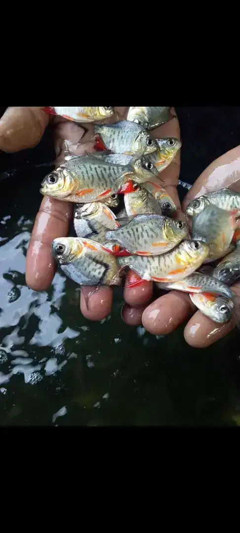 SEDIA BIBIT IKAN BAWAL KULITAS UNGGUL