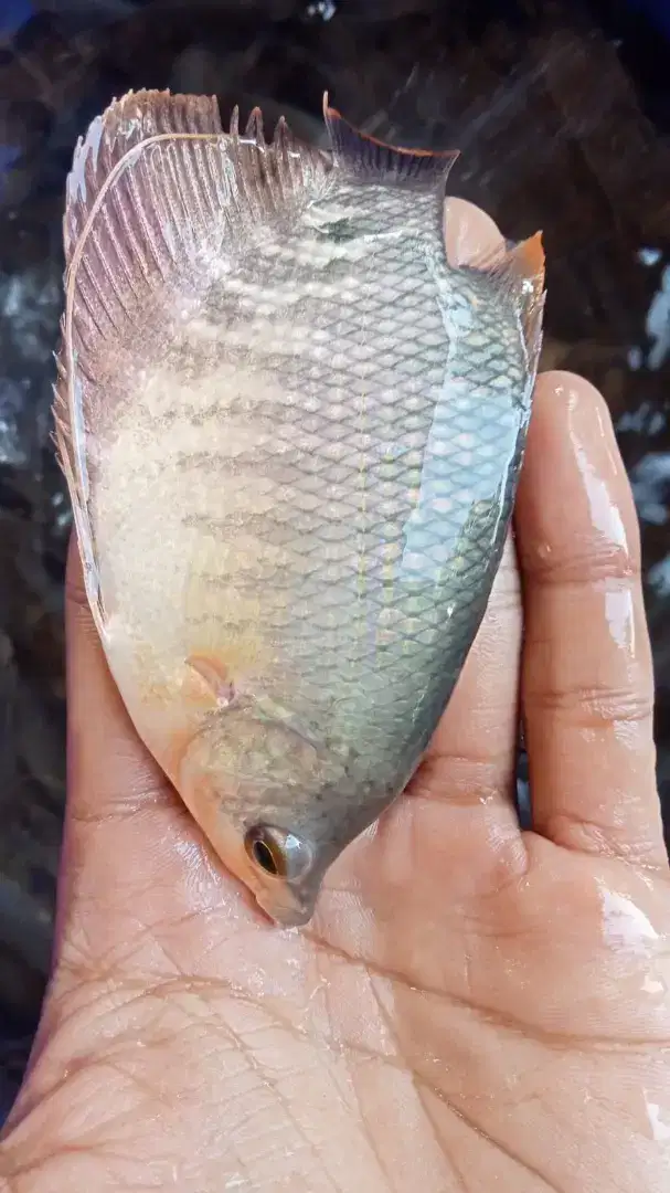 SEDIA BIBIT IKAN GURAME SOANG