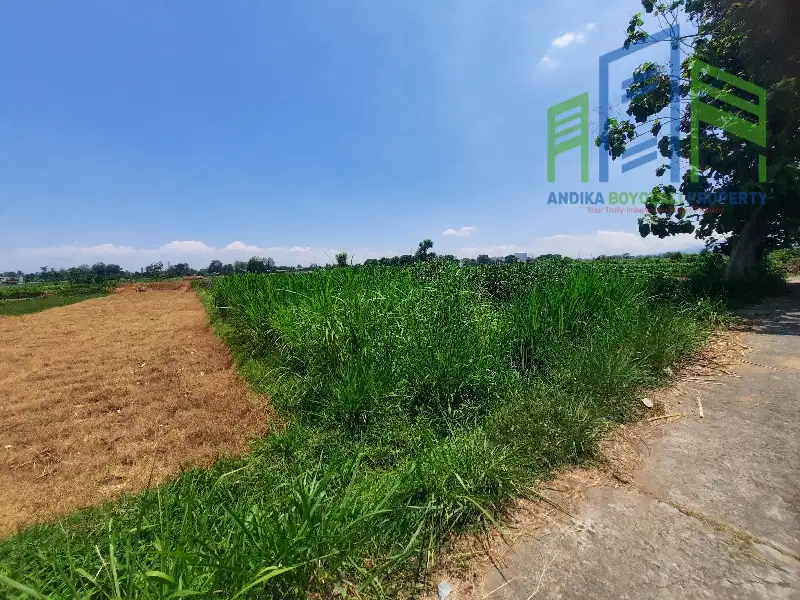 Dijual Sawah murah belakang pom bensin Teras Boyolali