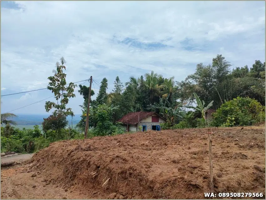 200 meter diatas Kopi Ampirono Pekarangan di Bukit Menoreh: SHM P