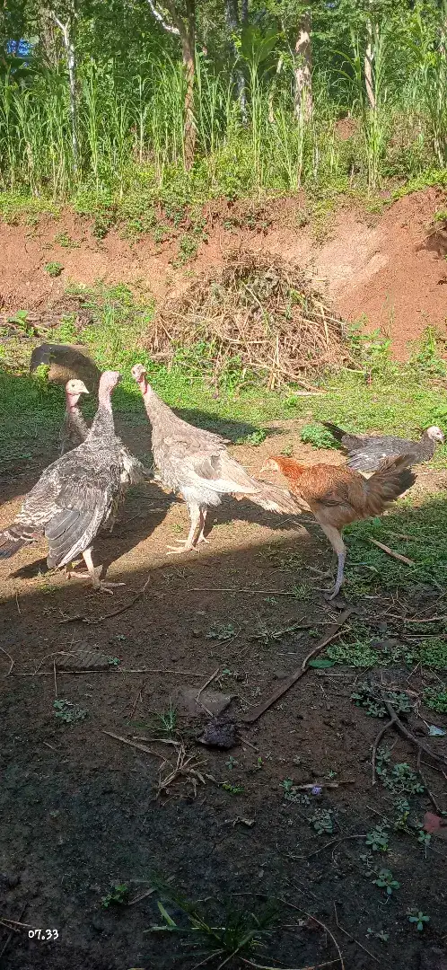 Ayam kalkun anakan