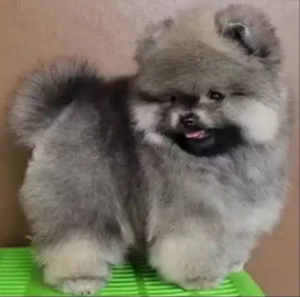 Puppy Pomeranian