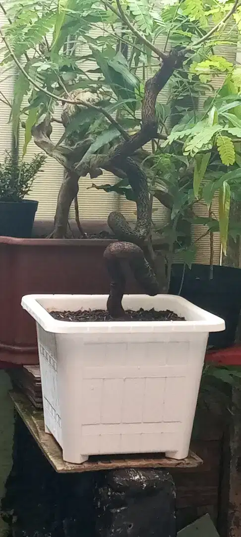 Bonsai asem jawa