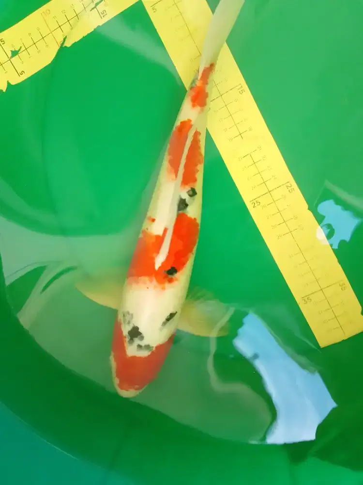 Ikan koi jenis SANKE 42cm