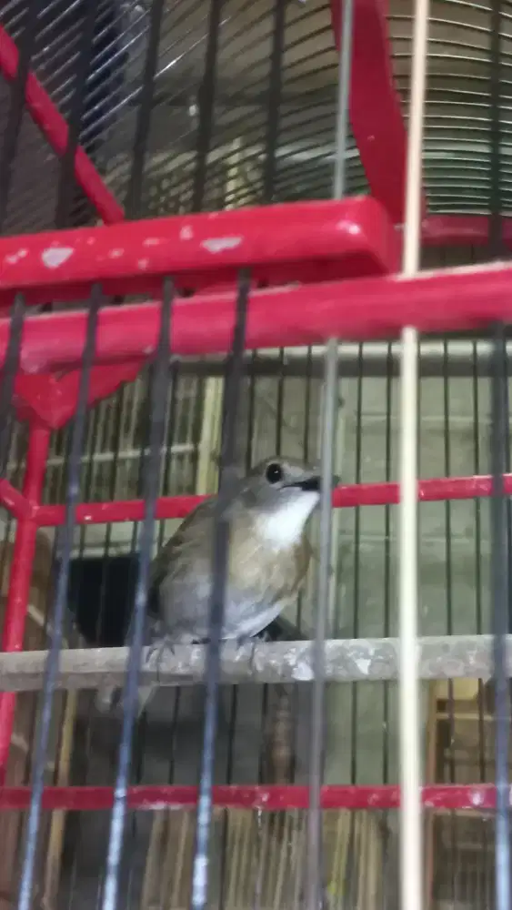 Burung S R D C  gacoran