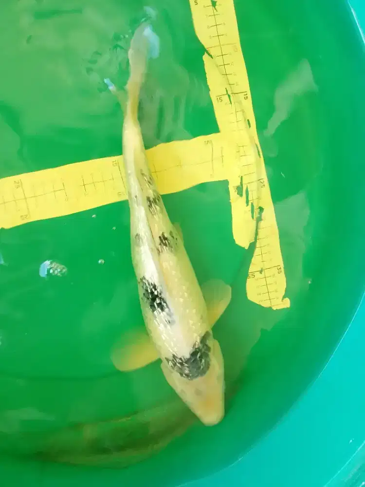 Ikan koi jenis SHIRO GINRIN 44cm