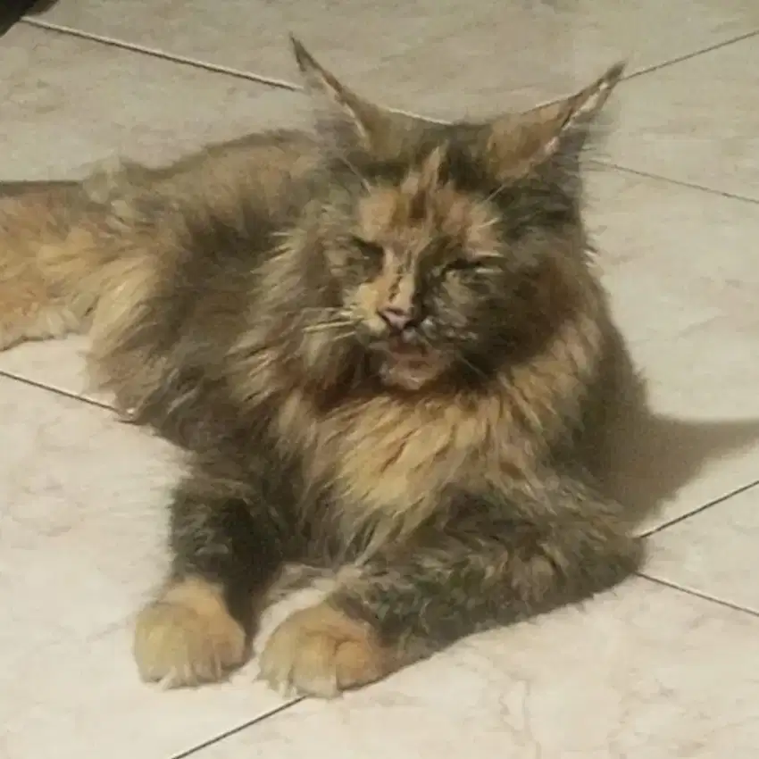 mainecoon betina cfa