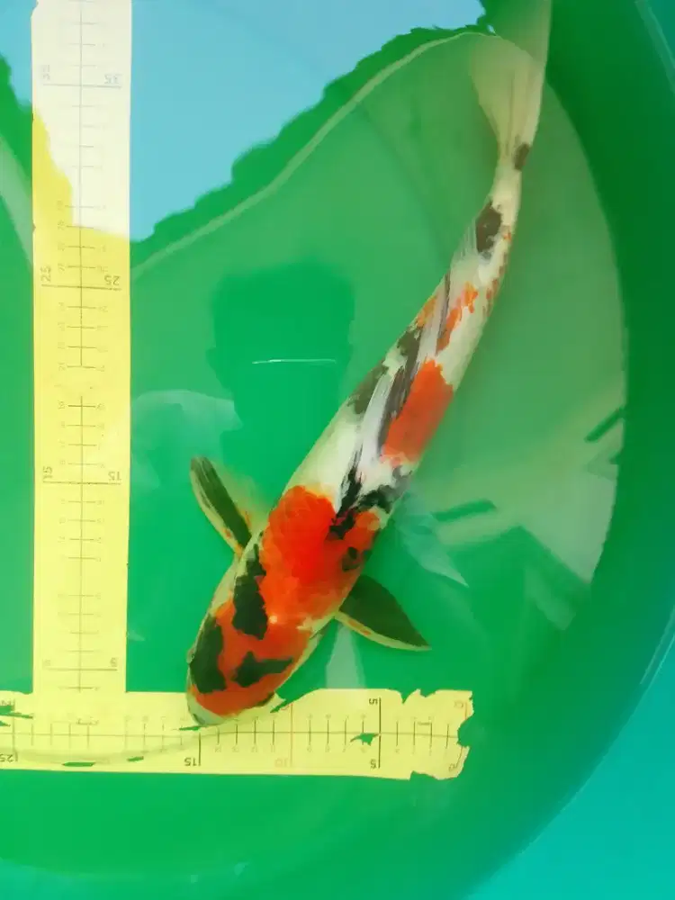 Ikan koi jenis SHOWA 42cm HQ