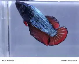 ikan cupang betina giant red coper