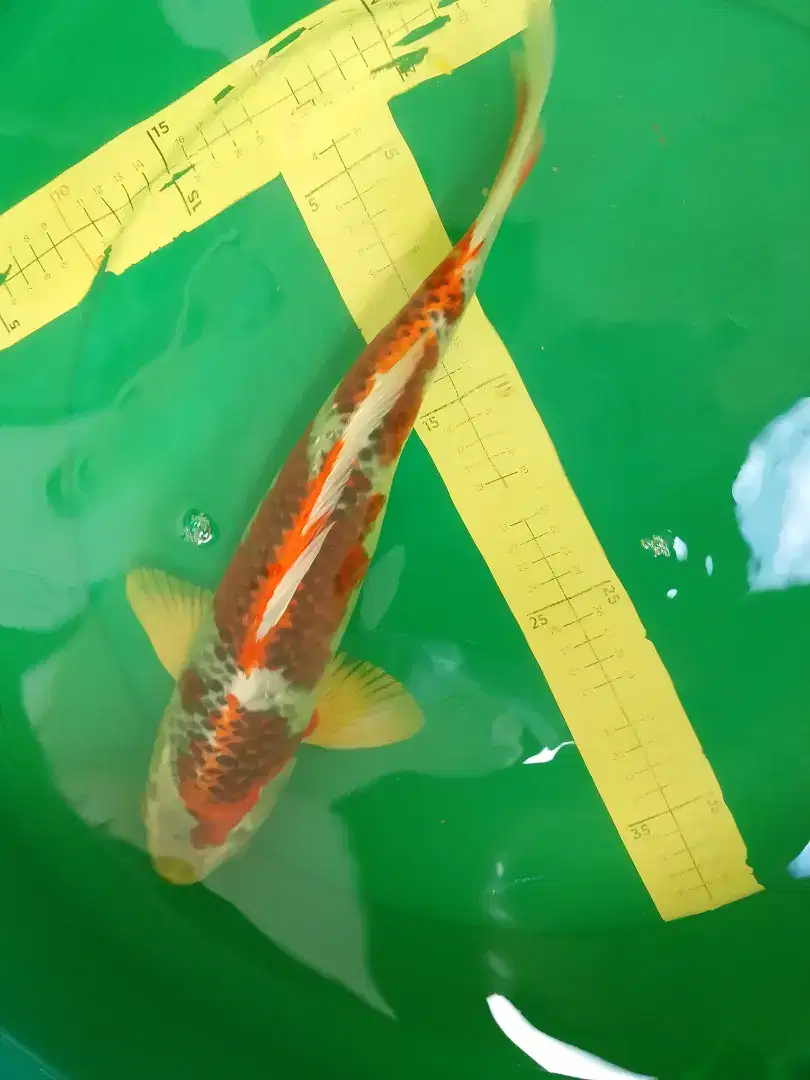 Ikan koi jenis KUJAKU 38cm