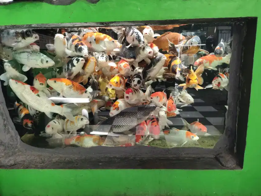 Jual Ikan Koi Pilih Sendiri