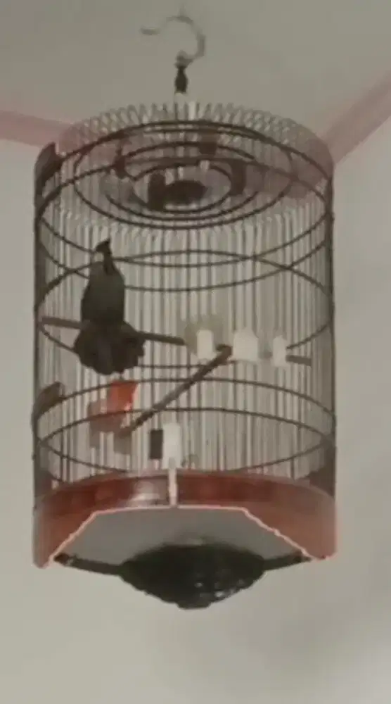 Poksai hongkong ternakan. Bisa di elus