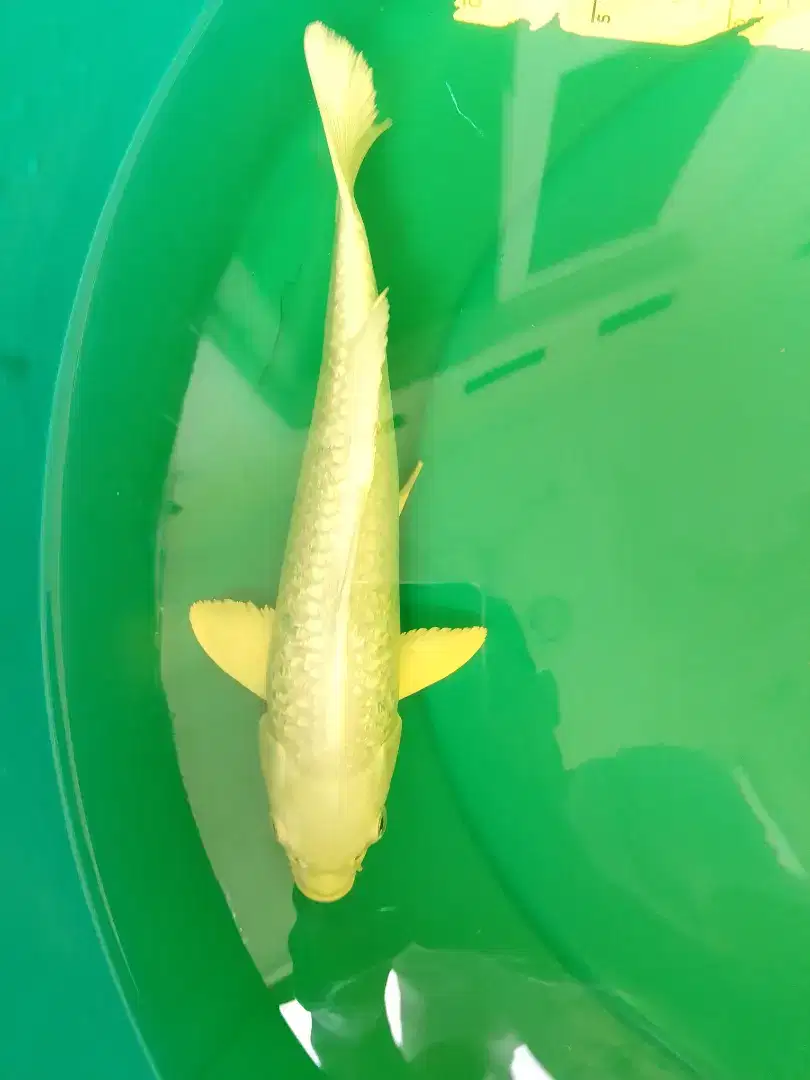 Ikan koi jenis Platinum Ginrin 29cm