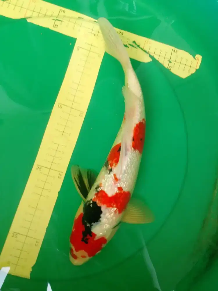 Ikan koi jenis SHOWA GINRIN 42cm HQ