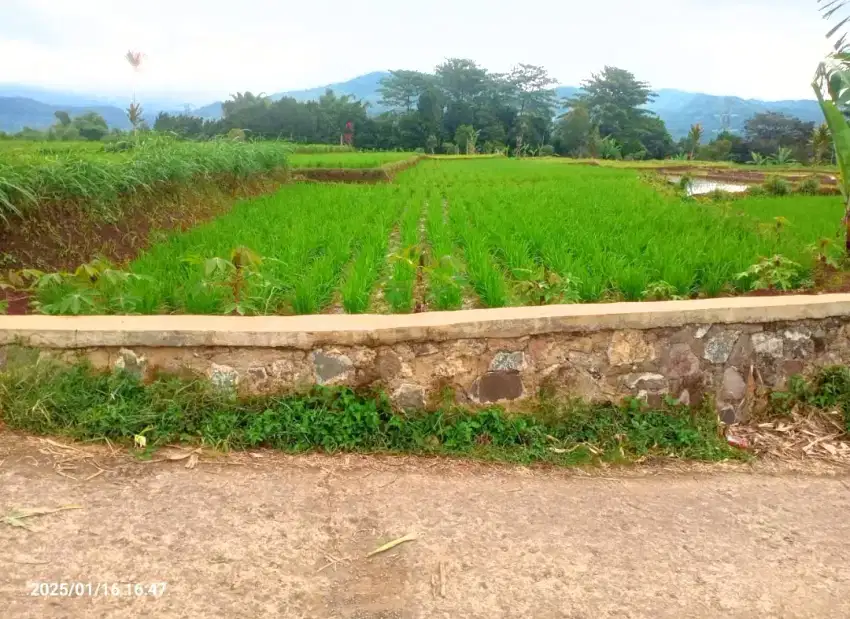 Jual Lahan Sawah Pinggir jalan area Cimaung Banjaran Kab Bandung