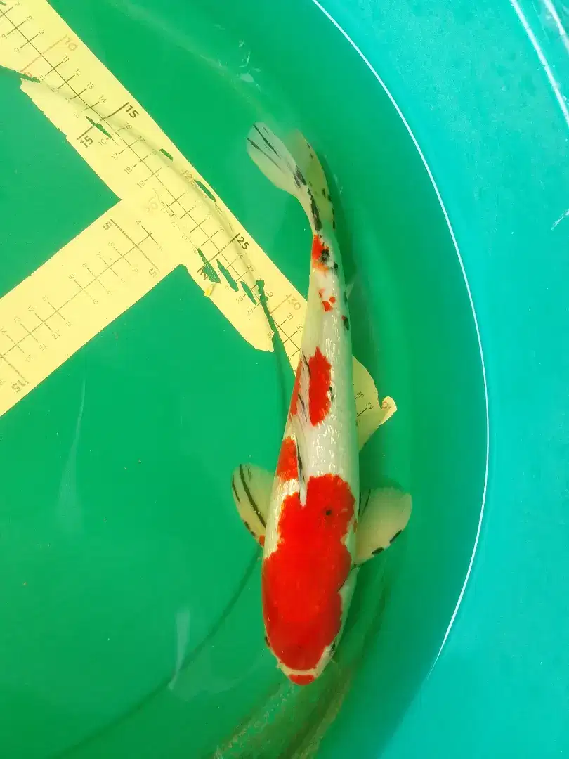 Ikan koi jenis SANKE GINRIN 38cm import