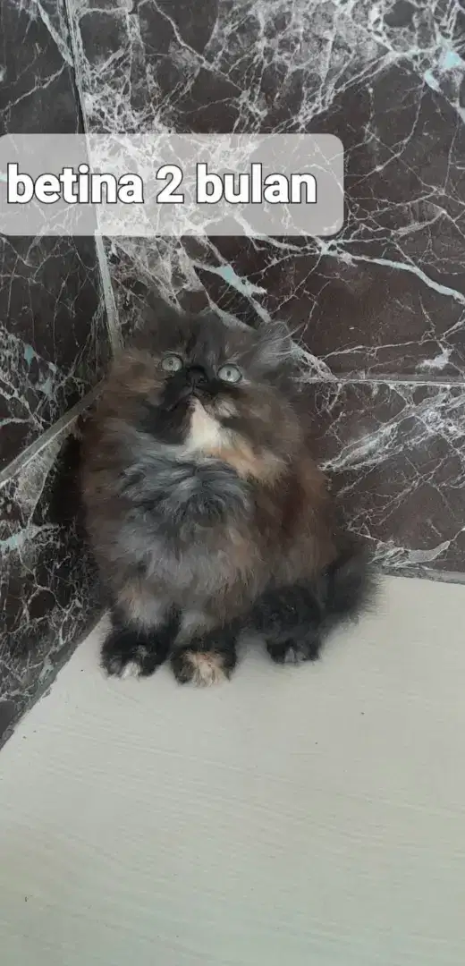 Kitten Persia longhair sehat aktif