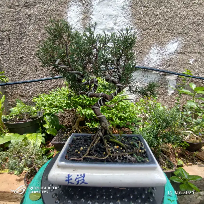 bonsai cemara sinensis blue / cemara chinensis blue