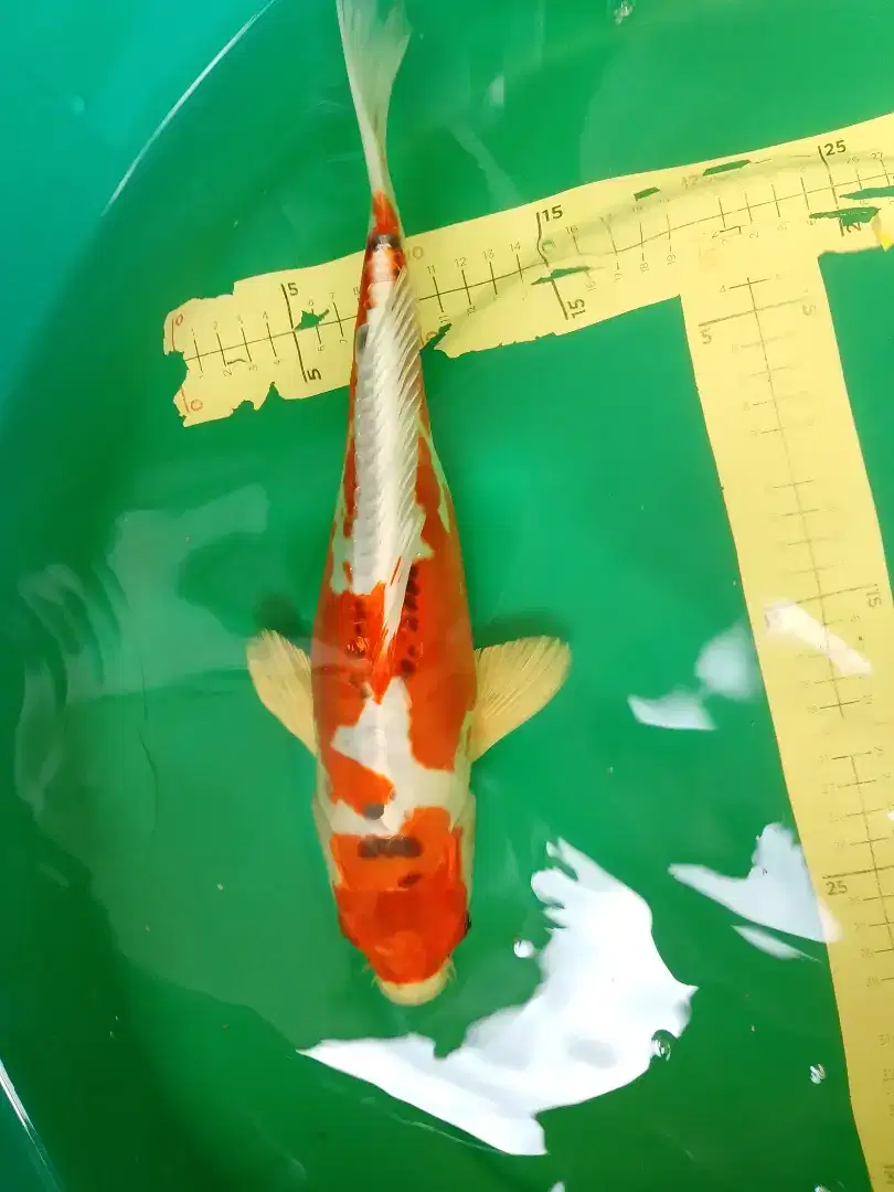 Ikan koi jenis Kikokuryu 35cm antik