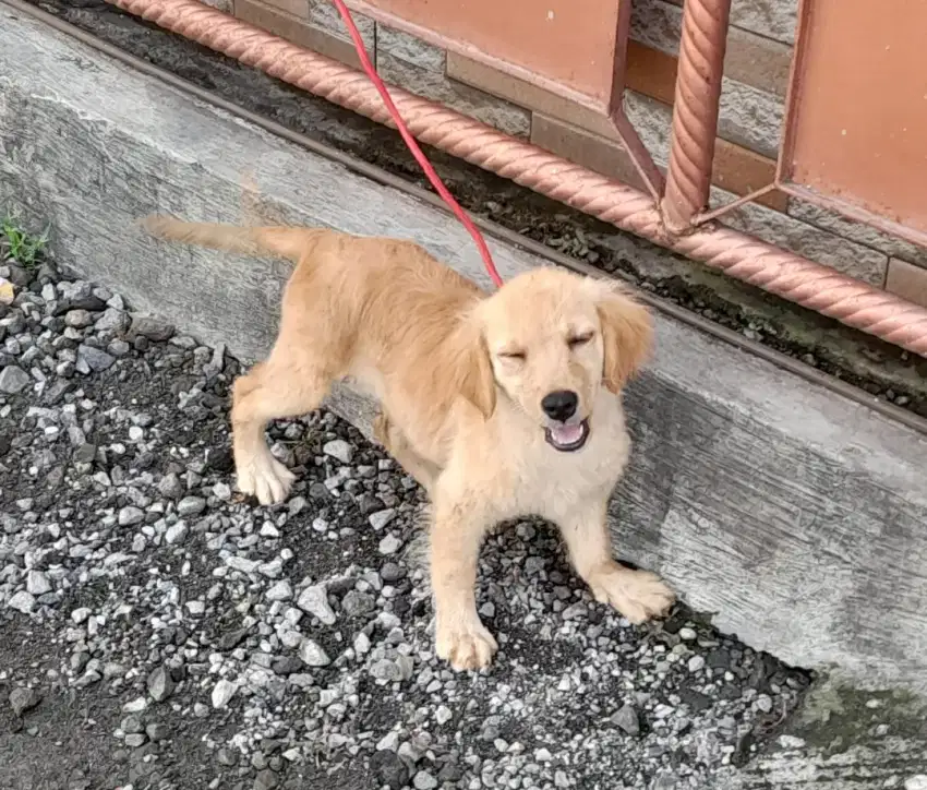 Anjing golden retriever