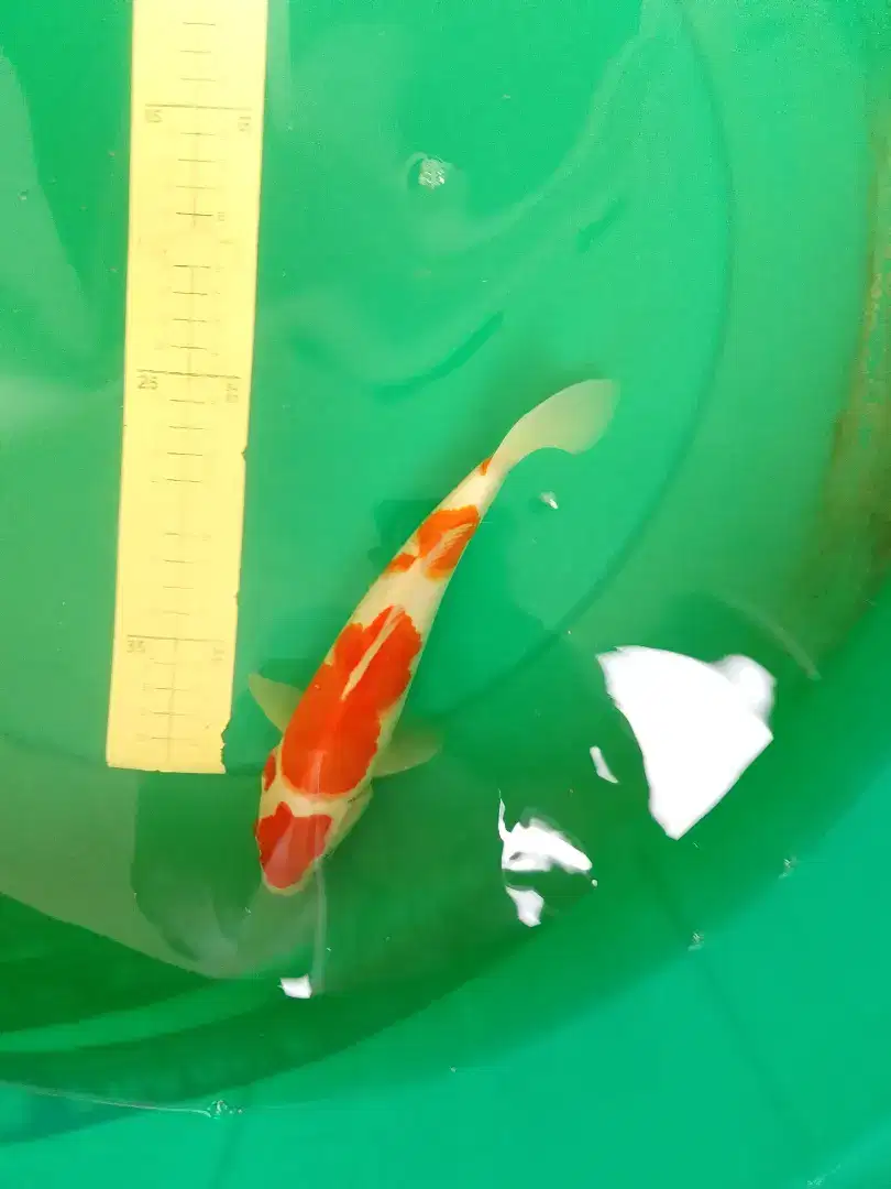 Ikan koi jenis KOHAKU import 25cm