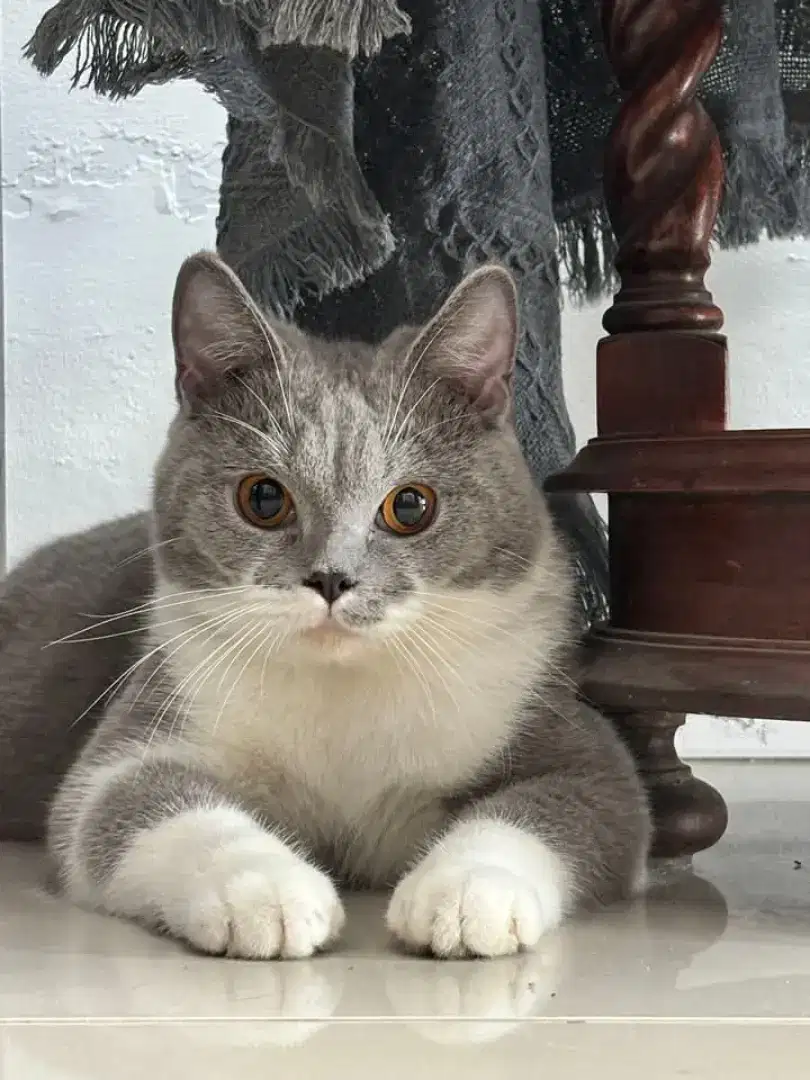 Kucing British Shorthair