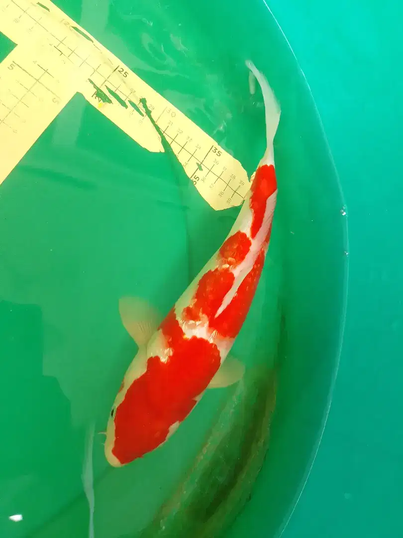 Ikan koi jenis KOHAKU GINRIN 32cm