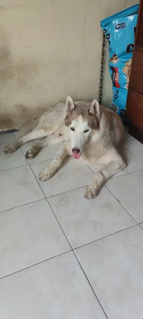 Husky umur 6tahun