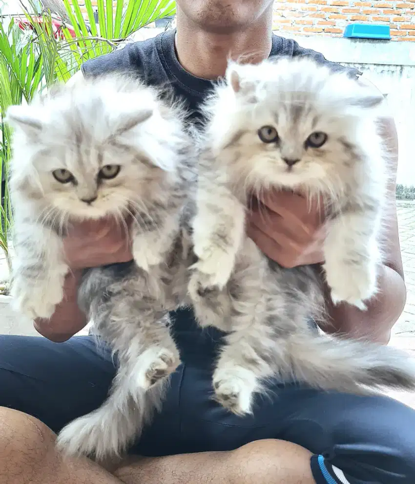 Kucing persia gen Asli