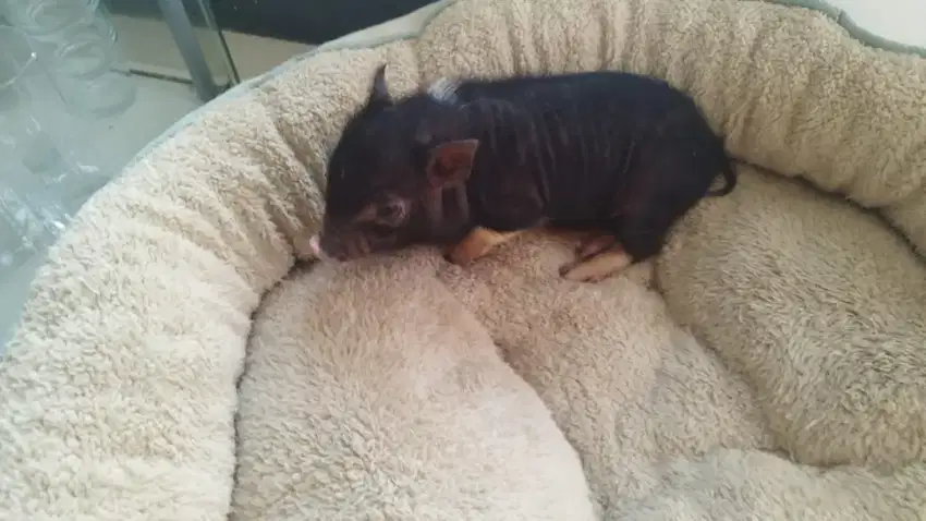 Micro Pig Mikro Size peliharaan sultan