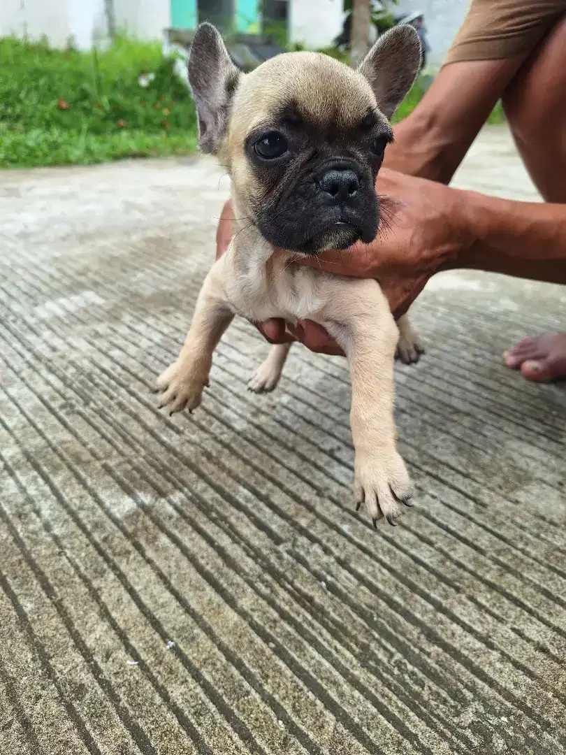 Dijual anakan frenchie