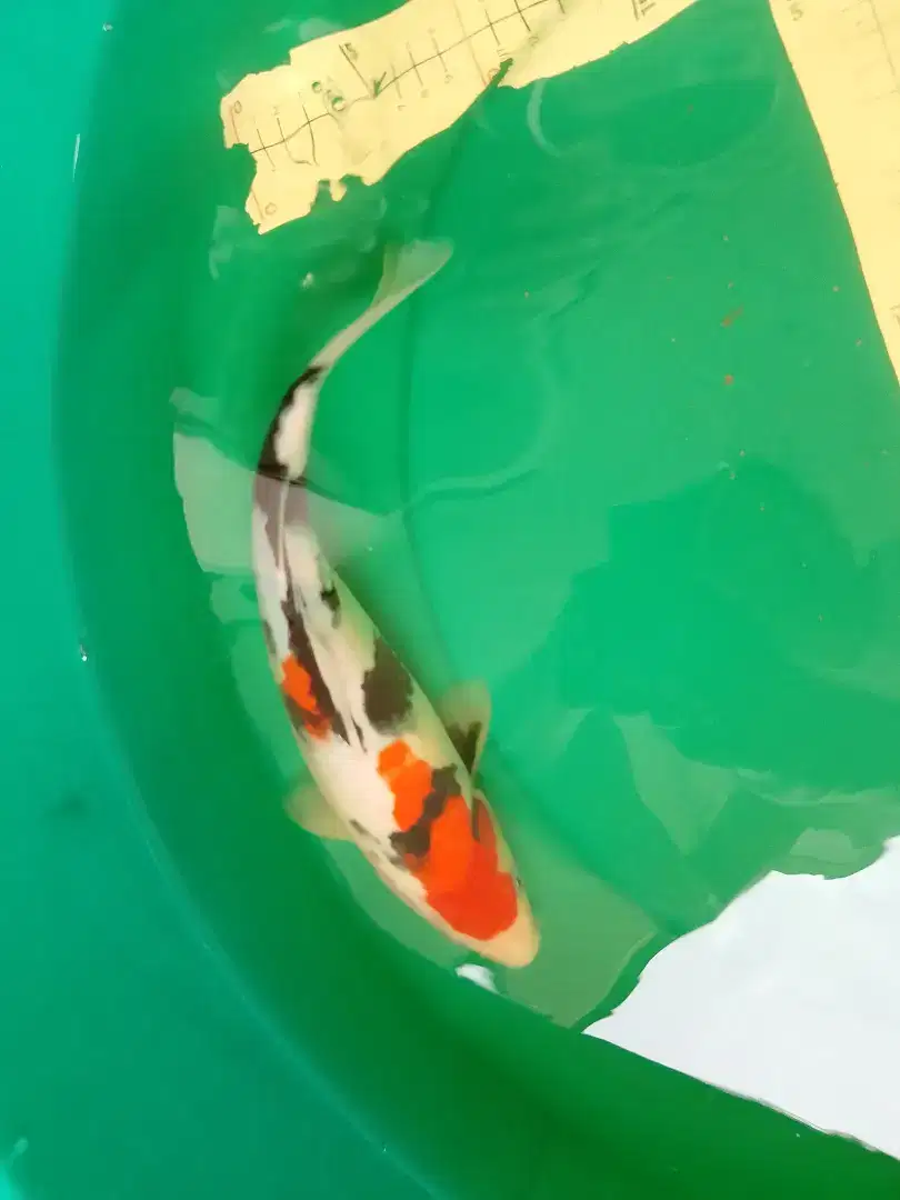 Ikan koi jenis Showa 29cm Murmer