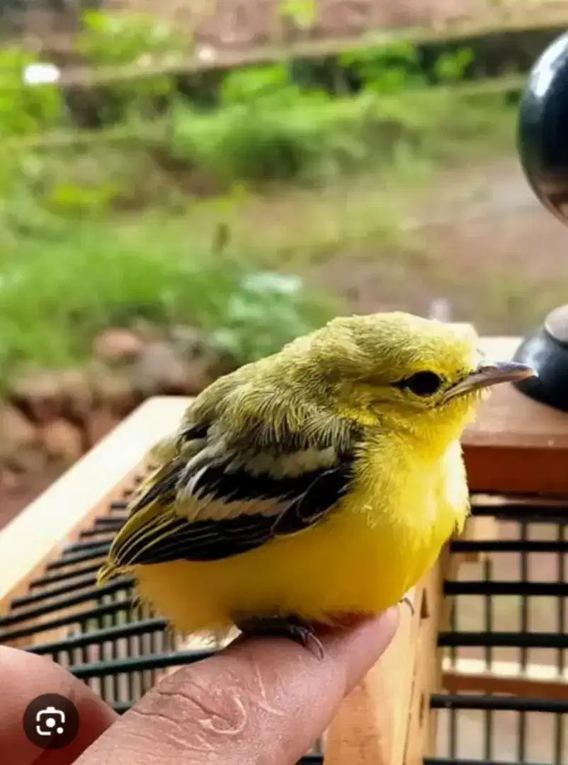 anakan burung cipoh anak tunggal umur 3 minggu