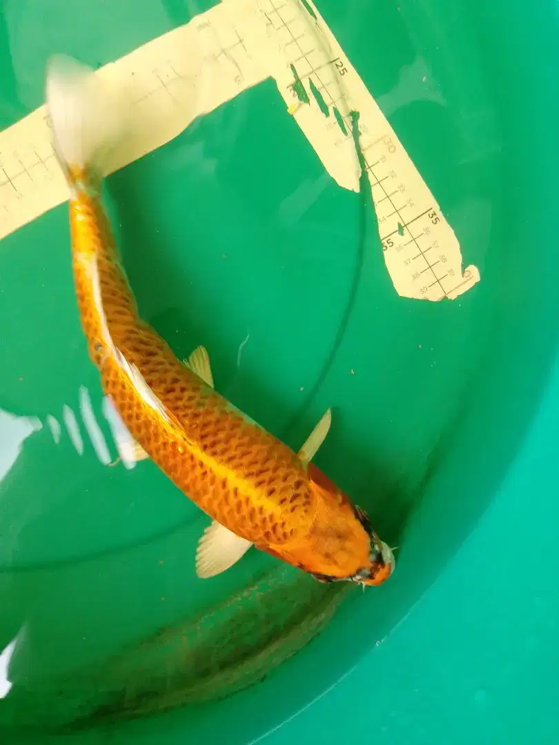 Ikan koi jenis KUJAKU kuning 34cm