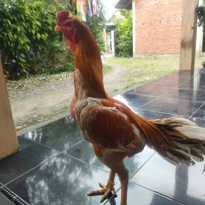 Dijual Ayam bangkok