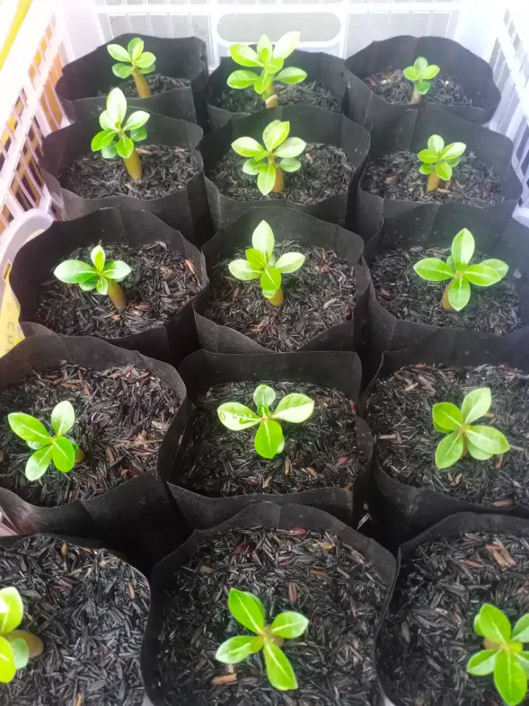 Bibit Tanaman Adenium / kambija Jepng