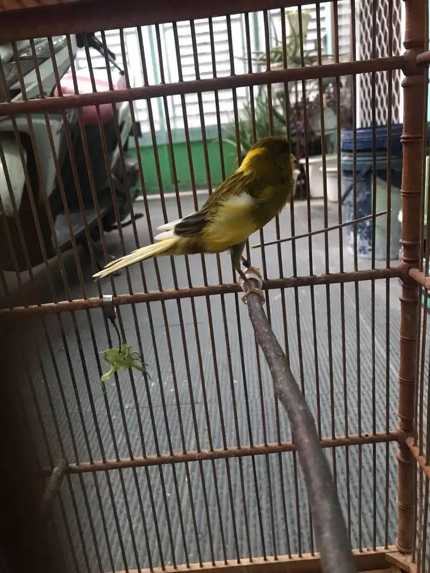 Kenari F1Ys gacor dor