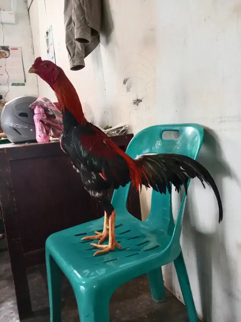 ayam pakhoy muda