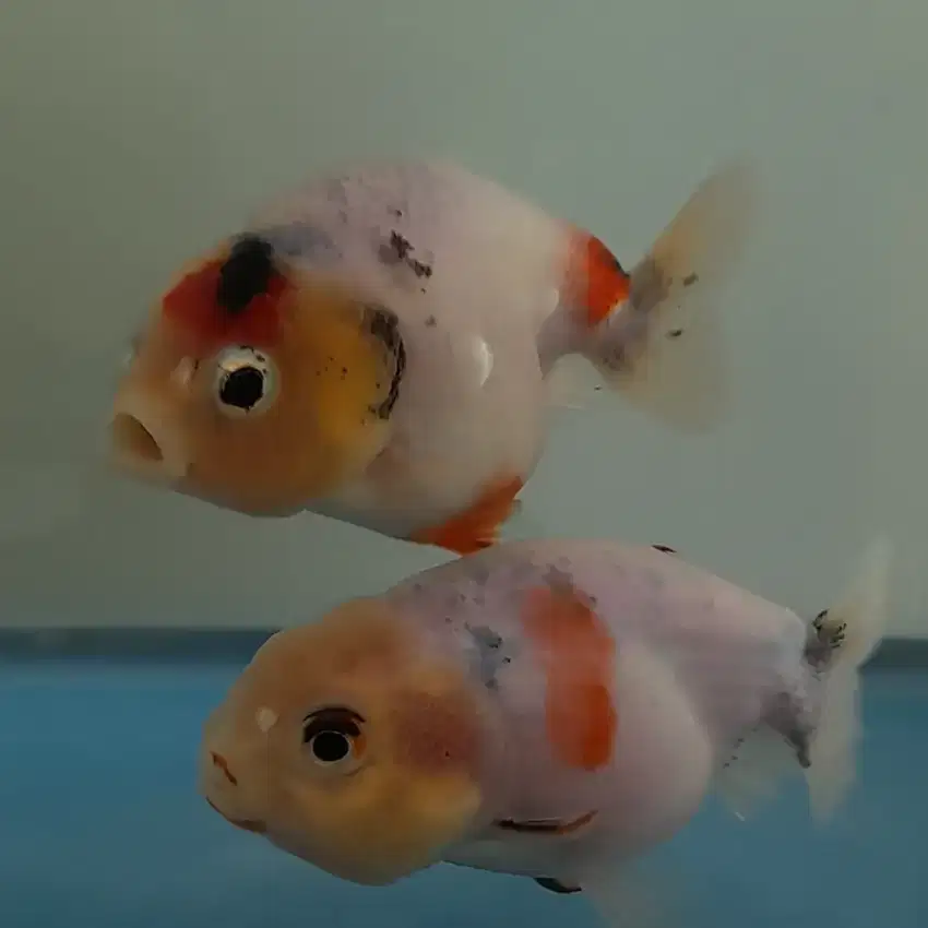 Ikan mas koki ranchu calico bluebase