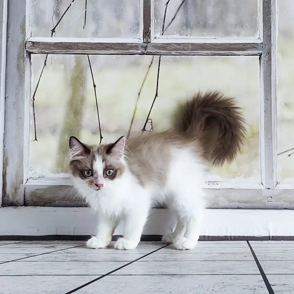 Kucing Ragdoll Bicolor Simetris Cinnamons Betina