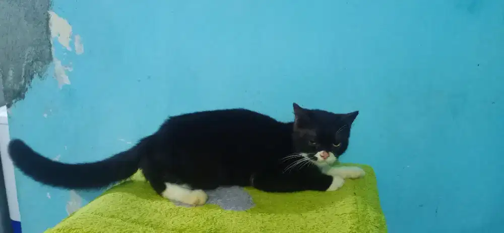 Kucing persia // Scottish straight short hair