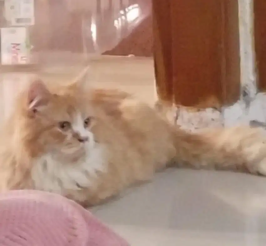 Kucing persia imut lucu jantan