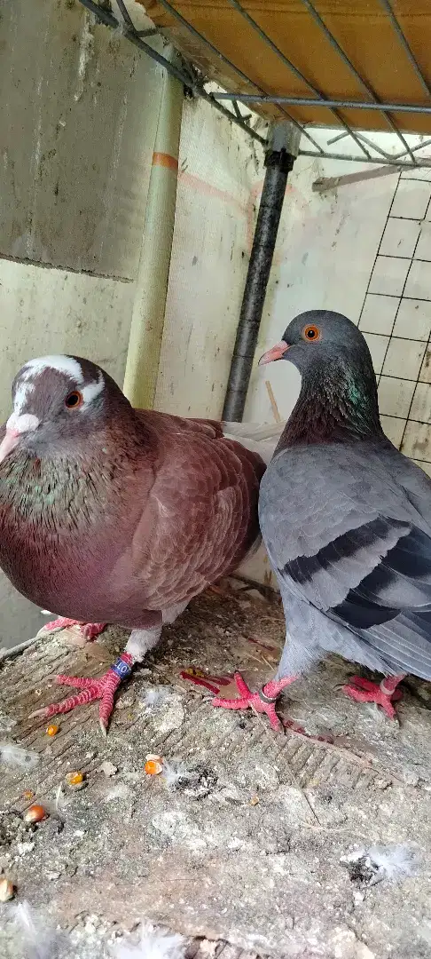 Burung dara giring sepasang