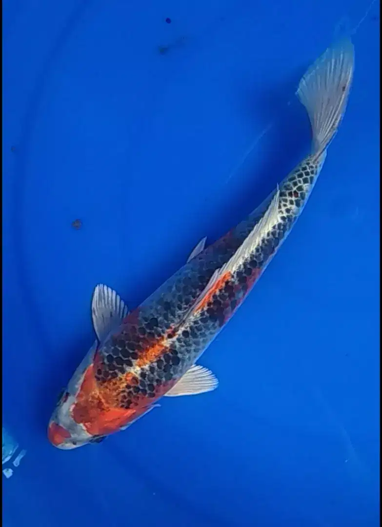 Jual Koi Kujaku 25 cm