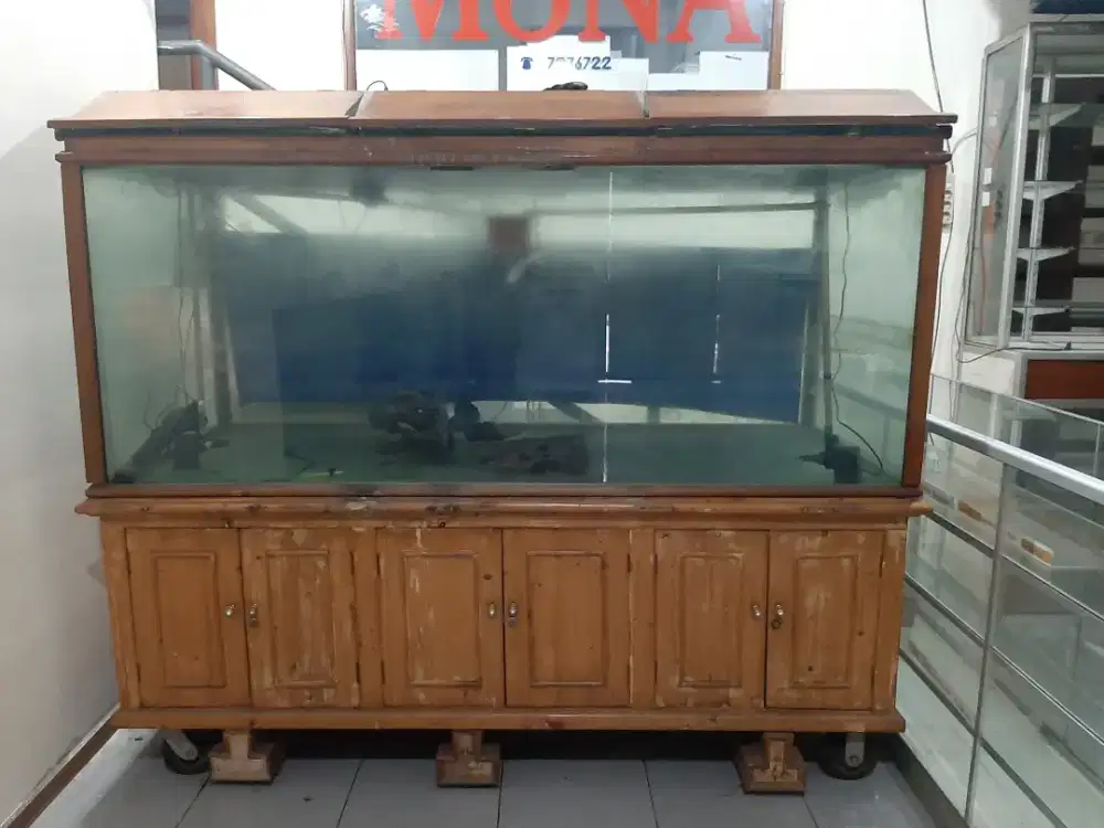 Aquarium ikan arwana