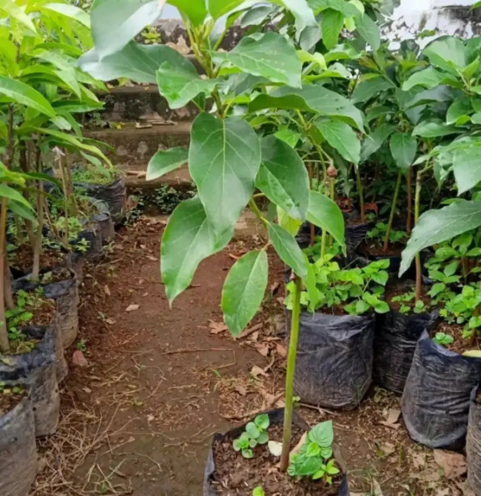 Bibit Alpukat Mentega Siap Tanam Siap berbuah