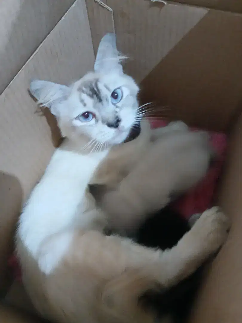 ADOPT KUCING RAGDOLL mix