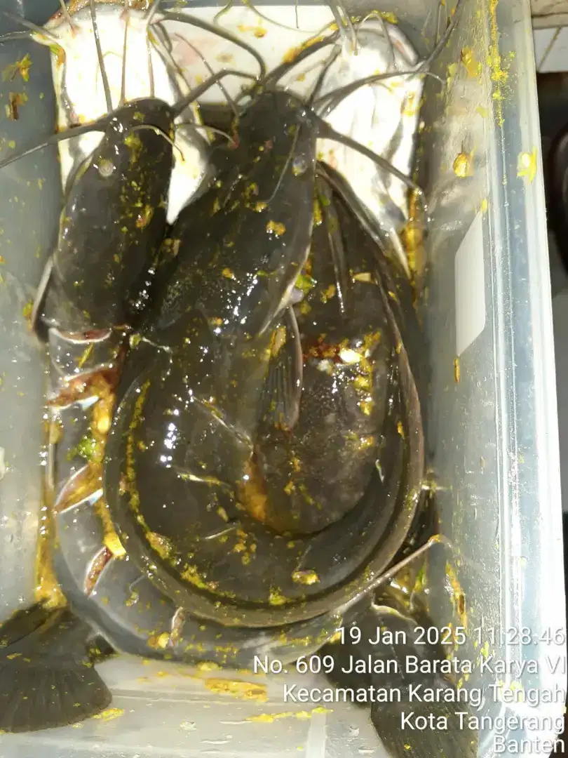 Ikan lele bumbu siap goreng